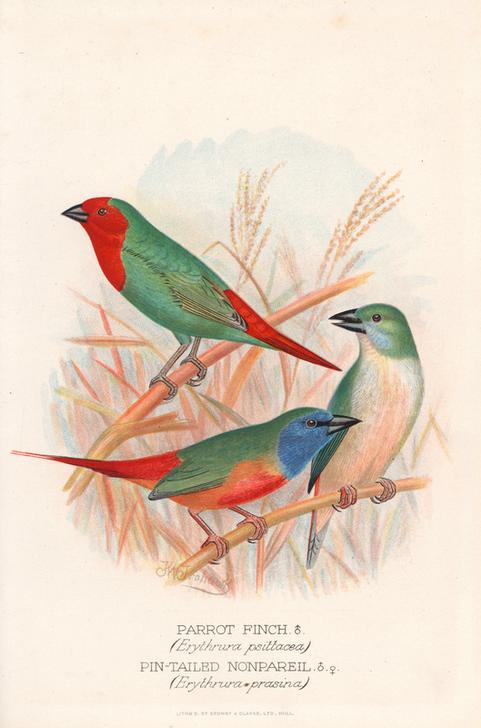 Red-throated parrot finch von 