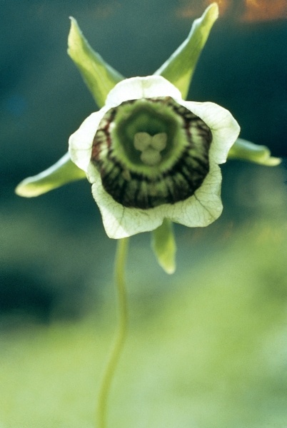 Roundleaf Asiabell (Codonopsis rotundifolia) (photo)  von 
