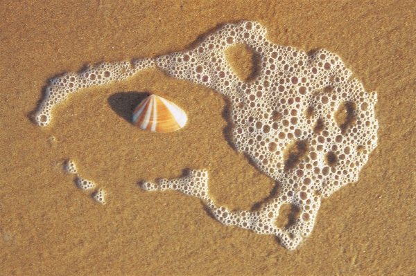 Sea foam and shell on sand near Vishakapatnam (photo)  von 