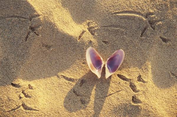 Sea Shell with bird foot print, Covelong (photo)  von 