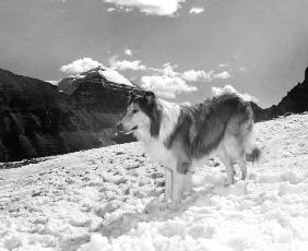 serie televisee Lassie 1954-74