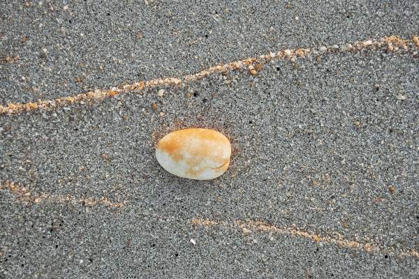 Shell with high tide mark of sand catching light of setting sun (photo)  von 