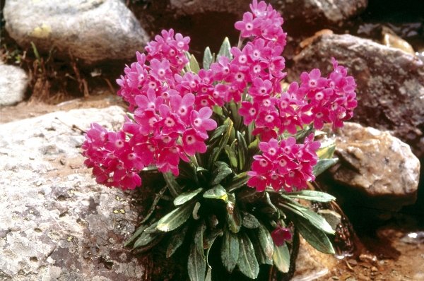 Smith''s Primrose (Primula atrodentata) (photo)  von 