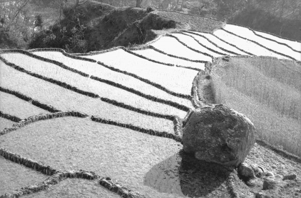 Step fields of rice, Eastern Nepal (b/w photo)  von 