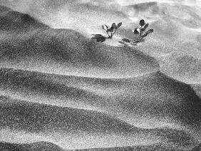 Shows desert plants (b/w photo) 