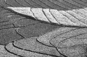 Step fields of rice, Eastern Nepal (b/w photo) 