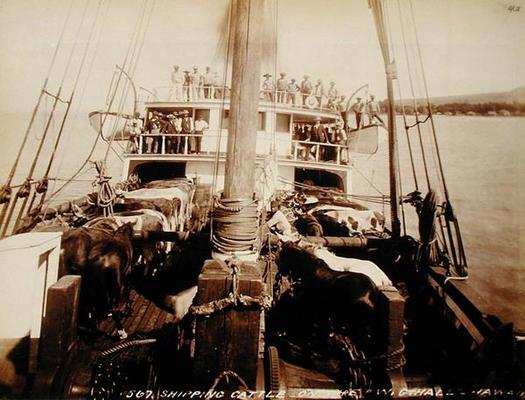 Shipping Cattle on the 'W.G. Hall', Hawaii, 1890s (sepia photo) von 