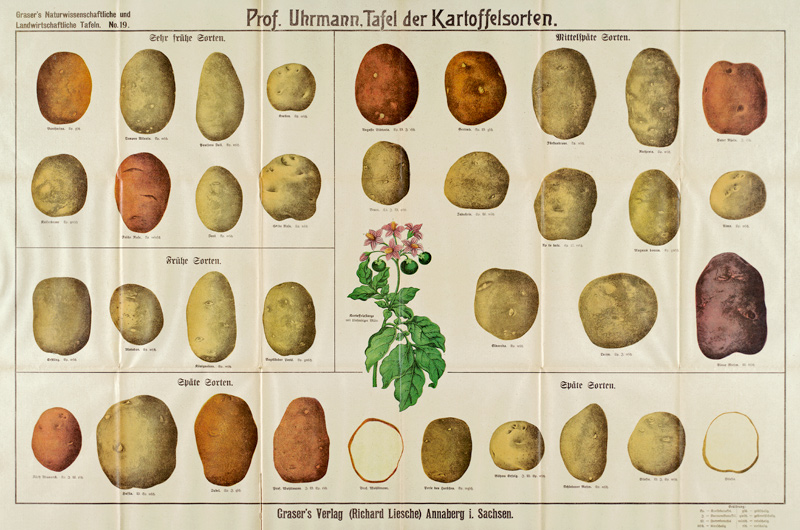 Tafel der Kartoffelsorten / Graser s von 