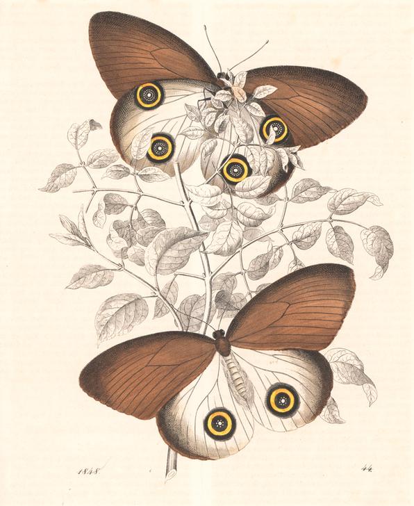 Taenaris urania butterfly (previously Papilio jairus) von 