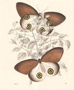 Taenaris urania butterfly (previously Papilio jairus)