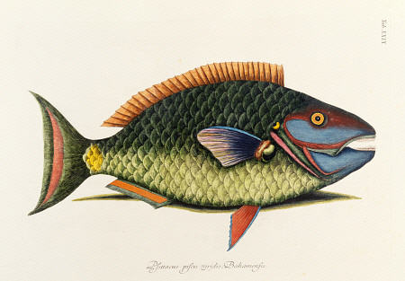 The Parrot Fish von 