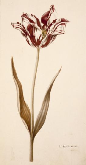 Tulip / Miniature by Nicolas Robert