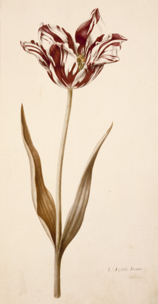 Tulip / Miniature by Nicolas Robert von 