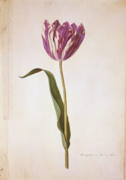Tulip / Miniature by Nicolas Robert von 