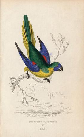 Turquoise parrot, Neophema pulchella. Turkosine parrakeet