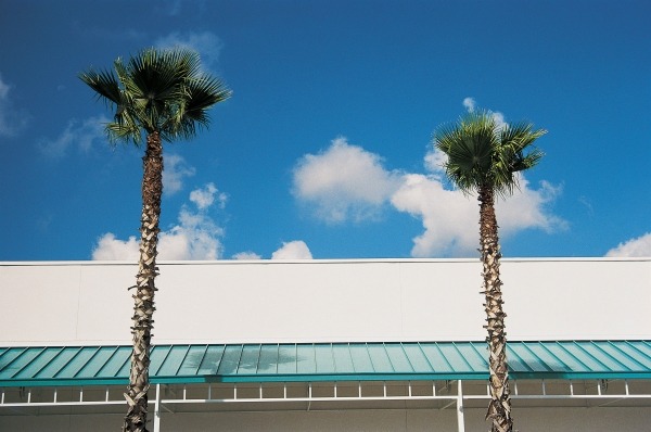 Two straight palms and intersecting roof of shopping complex (photo)  von 