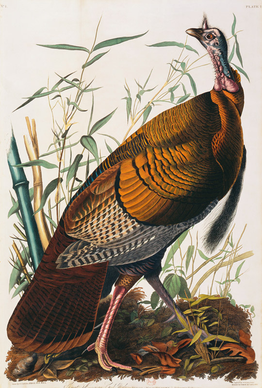 Wild Turkey, Male (Meleagris Gallopavo) From ''The Birds Of America'' By John James Audubon von 
