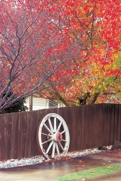 Wheel at wooden wall trees in autumn season (photo)  von 