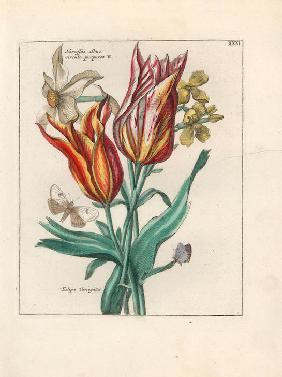 White daffodil variety, Narcissus albus circulo purpureo B.
