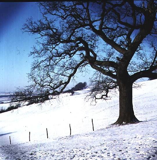 Winter landscape, Hockley Downs, Essex von 