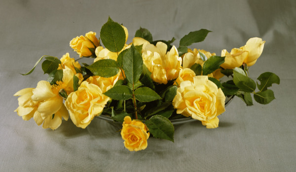 Yellow roses in a vase / Photo von 