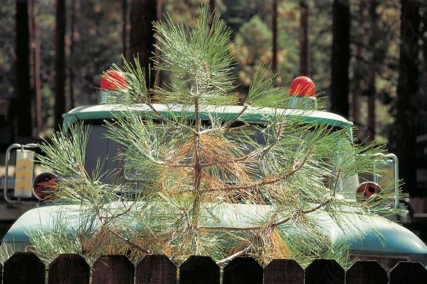 Young pine tree and parked behind game-warden''s four-wheeler with two red blinking lights (photo)  von 