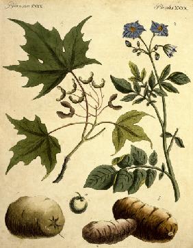 Zuckerahorn und Kartoffel / Bertuch 1796