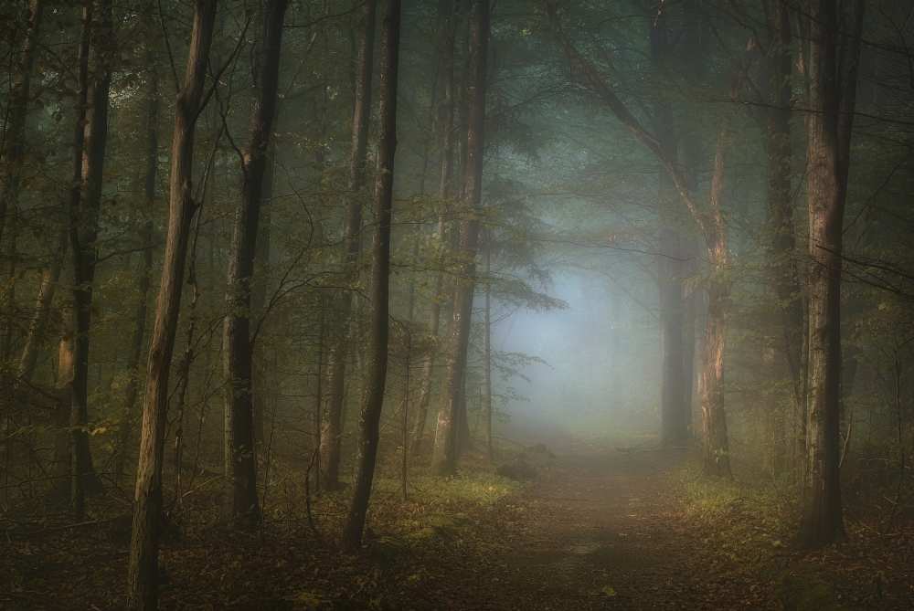 forest pathway von Norbert Maier