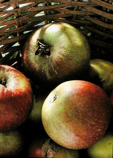 Cox''s apples in basket, 1994 (colour photo)  von Norman  Hollands