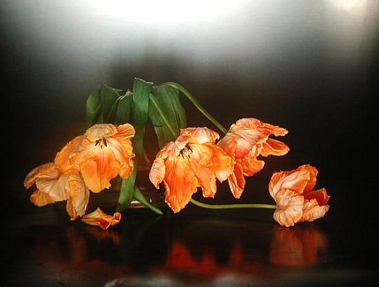 Drooping parrot tulips, 1990 (colour photo)  von Norman  Hollands