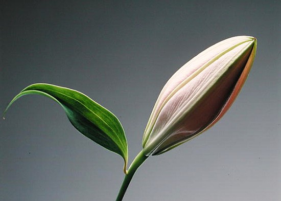 Lily bud & leaf, 1999 (colour litho)  von Norman  Hollands