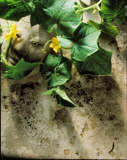 Mask & squash leaves, 1994 (colour photo)  von Norman  Hollands