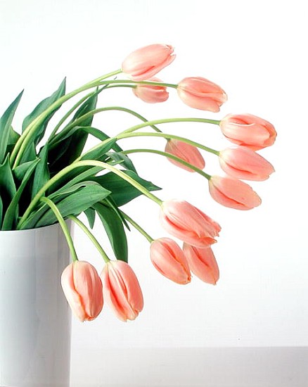 Pink Tulips, 1999 (colour photo)  von Norman  Hollands