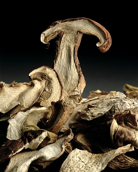 Porcini Mushrooms ''Golgotha'', 1994 (colour photo)  von Norman  Hollands