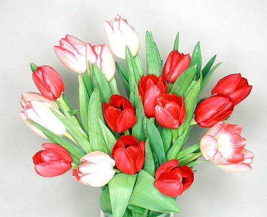 Red & white tulips, 1999 (colour photo)  von Norman  Hollands
