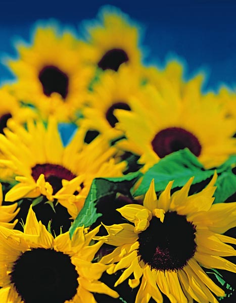 Sunflower relief, 1999 (colour photo)  von Norman  Hollands
