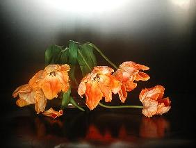 Drooping parrot tulips, 1990 (colour photo) 