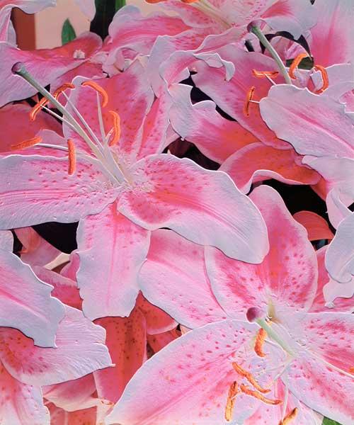 Tiger lily relief, 1999 (colour photo) 