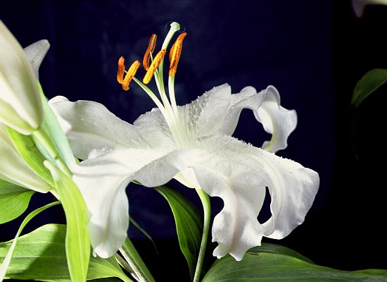 White lily, 1999 (colour photo)  von Norman  Hollands