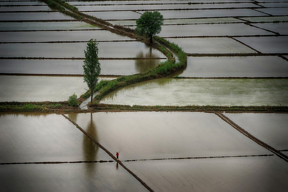 Reisfelder von Nuriye Demir