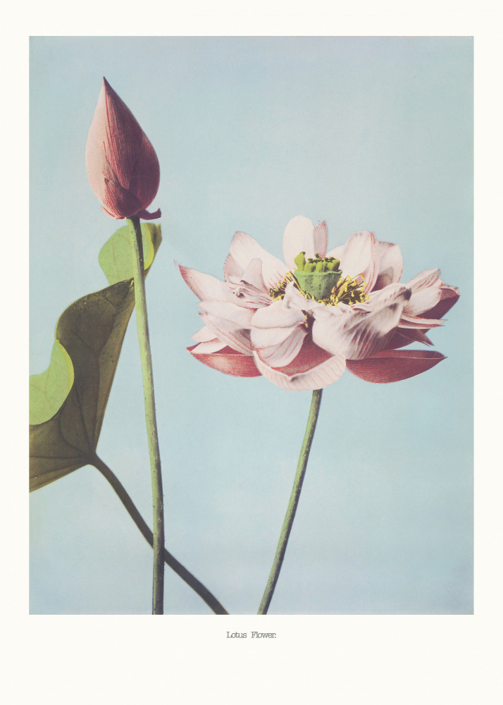 Lotusblumen von Ogawa Kazumasa