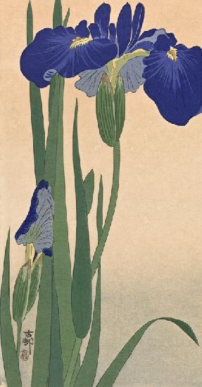 Blaue Lilien 1900-30