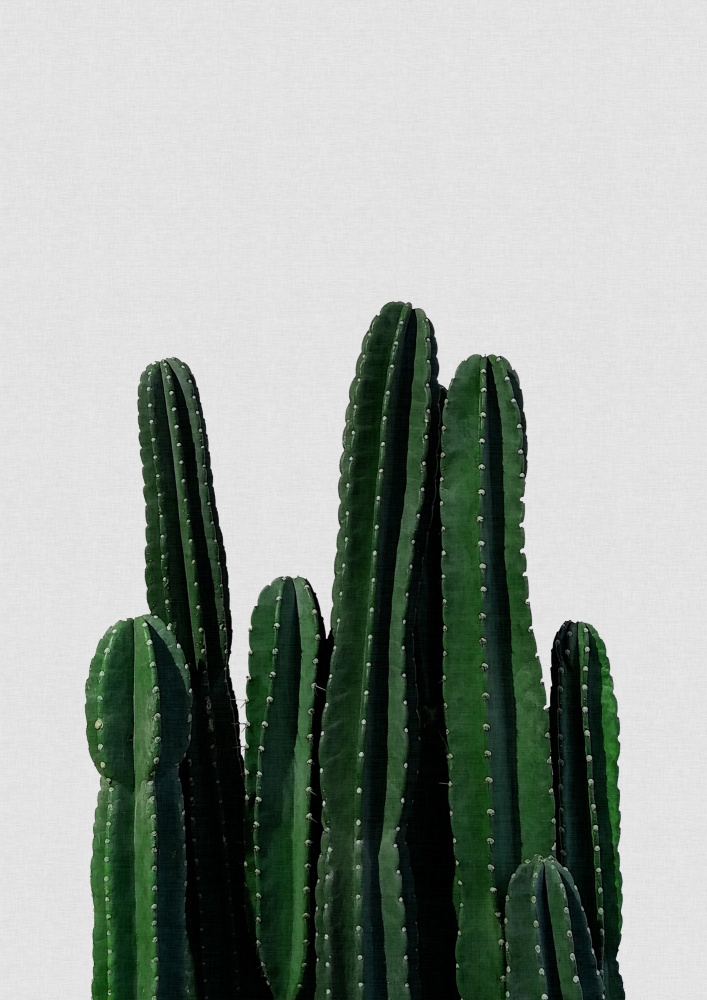 Kaktus I von Orara Studio