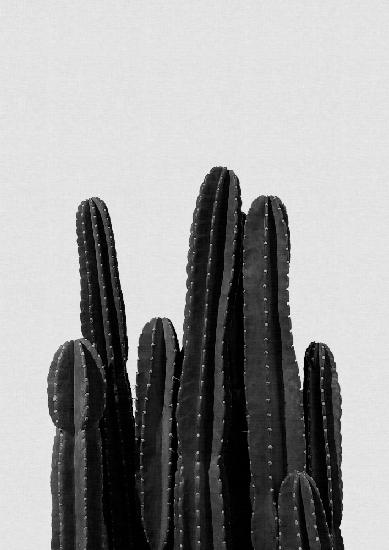 Kaktus Schwarz &amp; Weiß