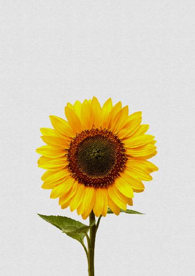 Sonnenblumen-Stillleben