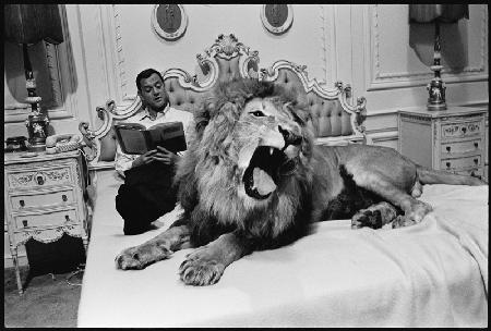 Tony Randall with lion (Zamba), on the set of Fluffy 1965