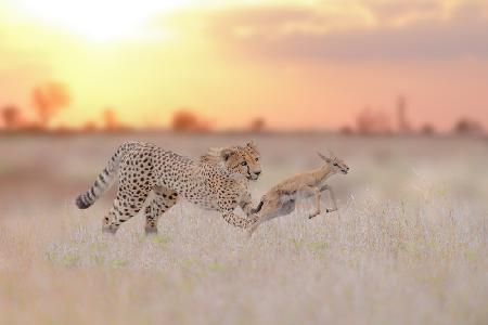 Gepard jagt eine Gazelle