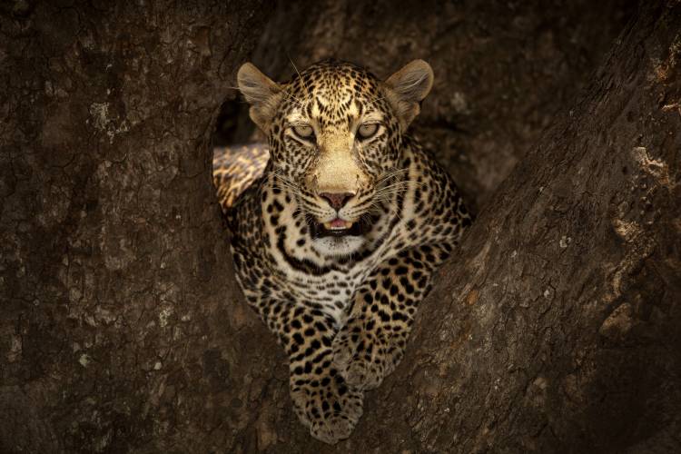 Leopard Resting on a Tree at Masai Mara von Ozkan Ozmen Photography
