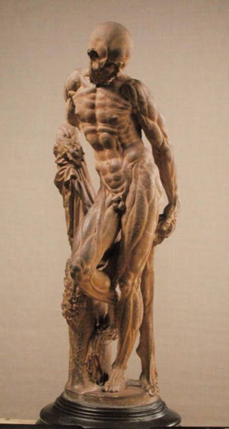 Muscle Man von Paludanus