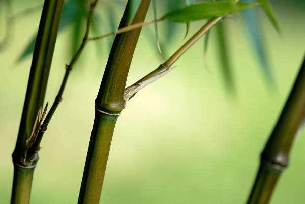 Bambus Phyllostachys Iridescens von 